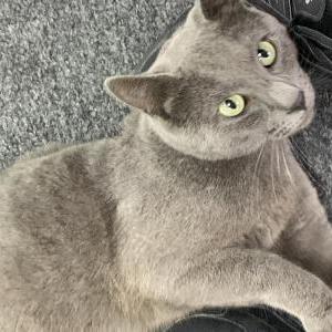 Lost Cat Candy
