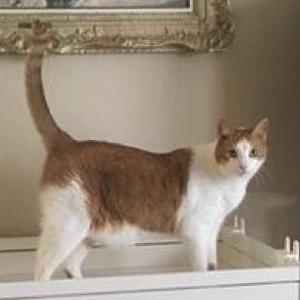 Lost Cat Momo