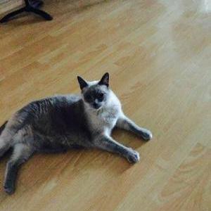 Lost Cat Musya