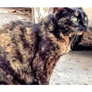 Lost Cat Bishi
