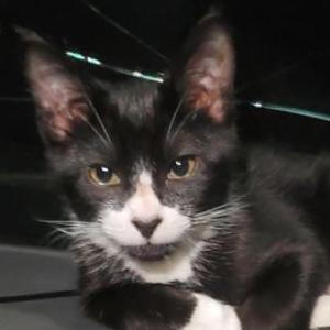 Lost Cat Papichi