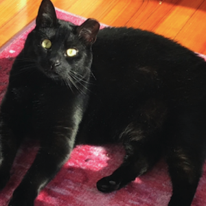 Lost Cat Kitty Munchausen