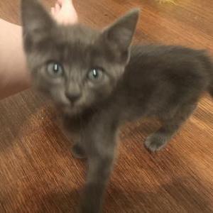 Lost Cat Lucky