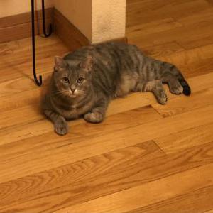 Lost Cat Seven