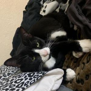 Lost Cat Myers