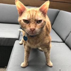 Lost Cat Dylan