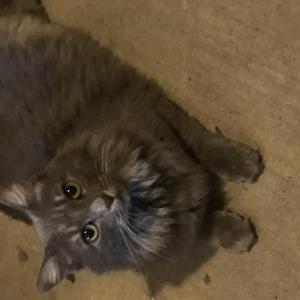 Found Cat Unknown