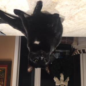 Lost Cat Boomer/ black male