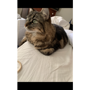 Lost Cat Dio