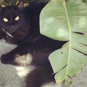 Lost Cat Spooky