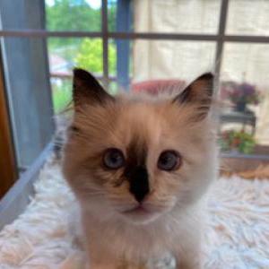 Lost Cat Pepper