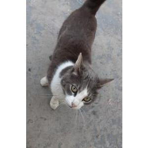 Lost Cat Sho