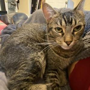 Lost Cat Leo