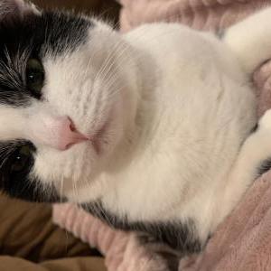 Lost Cat Baby Kitty