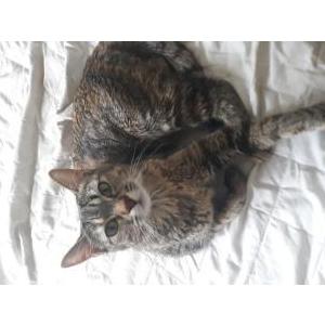 Lost Cat Moocow
