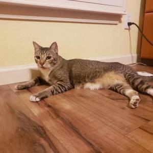 Found Cat Riley (maybe)