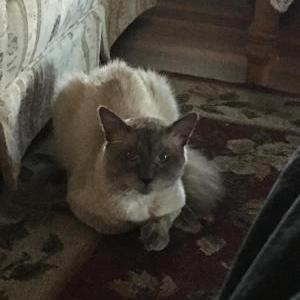 Lost Cat Milo