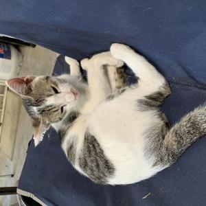 Found Cat Unknown