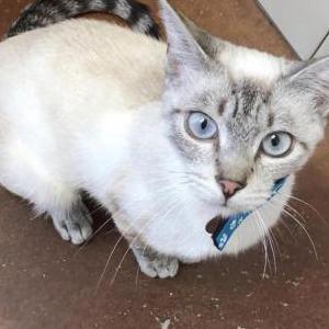 Lost Cat Splinter