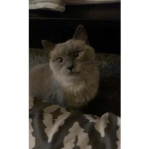 Lost Cat Tilly