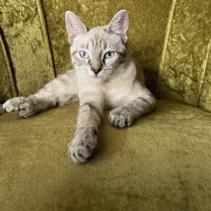 Lost Cat Gypsy