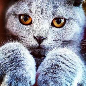 Lost Cat Shkoda