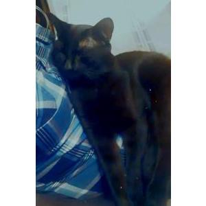 Lost Cat Ninja