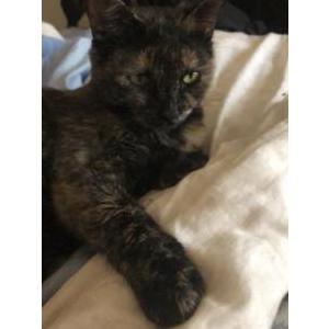Lost Cat Whiskey