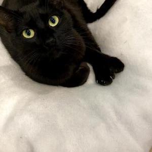 Lost Cat Cutebear