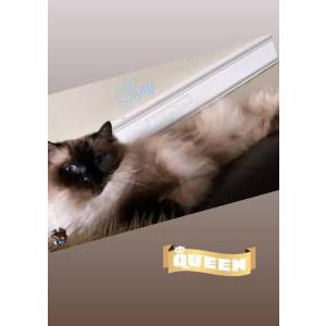 Lost Cat Yuna