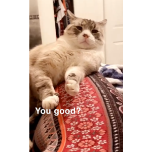 Lost Cat Benny