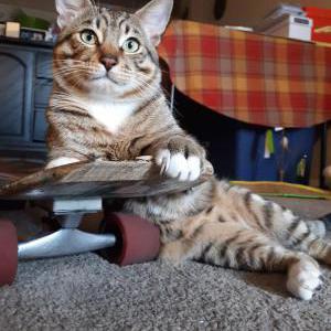 Lost Cat Monkey