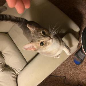 Lost Cat Barbie