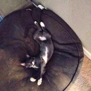 Lost Cat Blue