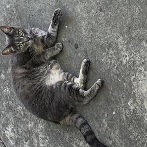Found Cat Unknown