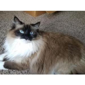 Lost Cat Tallulah