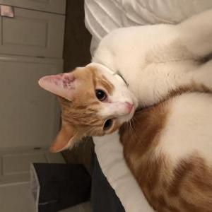 Found Cat unknown