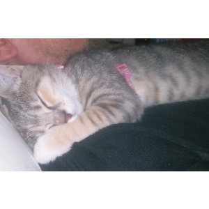 Lost Cat Kimber