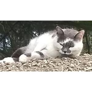 Lost Cat Hilda