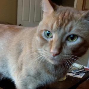 Lost Cat Garfield