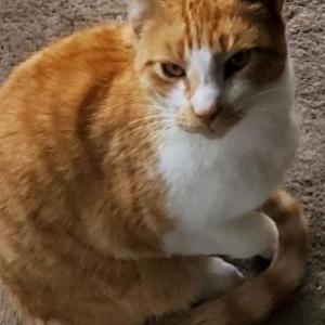 Lost Cat Puchki