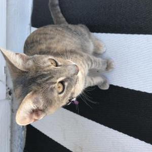 Lost Cat Sunday
