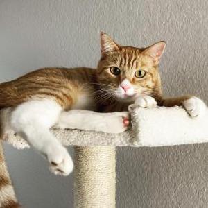 Lost Cat Lautrec