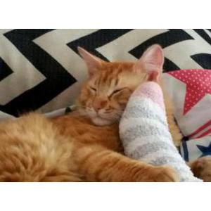 Lost Cat Ernie