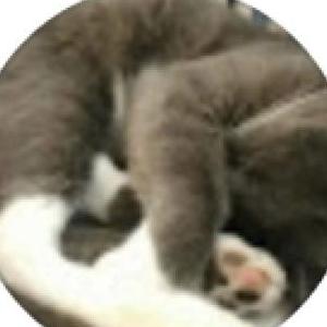 Lost Cat Sushi