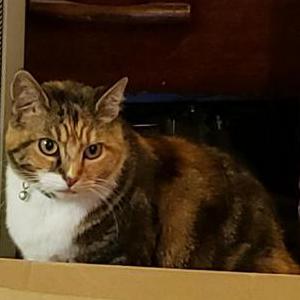 Lost Cat Dottie