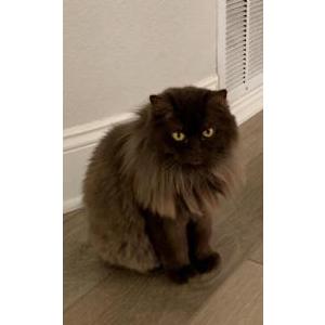 Lost Cat Coco