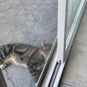 Found Cat UNKNOWN