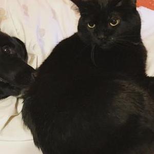 Lost Cat Des