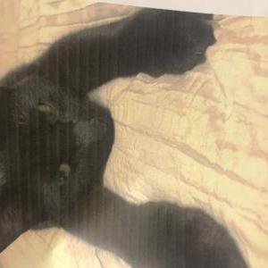 Lost Cat Baxter